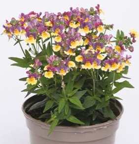 Nemesia Rhubarb & Custard 9cm pot