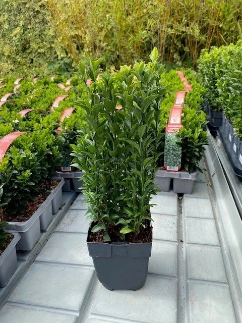 euonymus Green Spire 1L.jpg