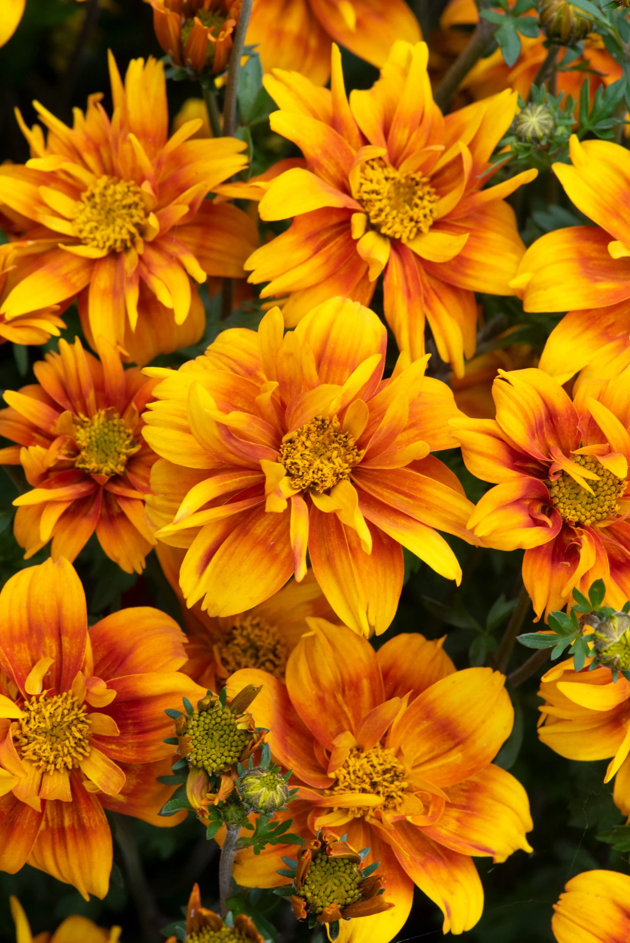 Bidens Bee Happy Double Orange 9cm
