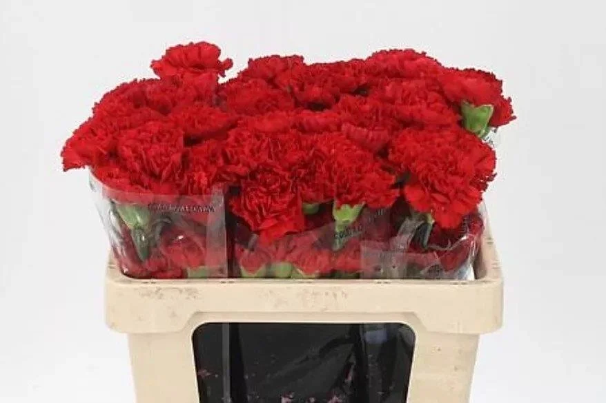 Dianthus Don Pedro - Length 70cm