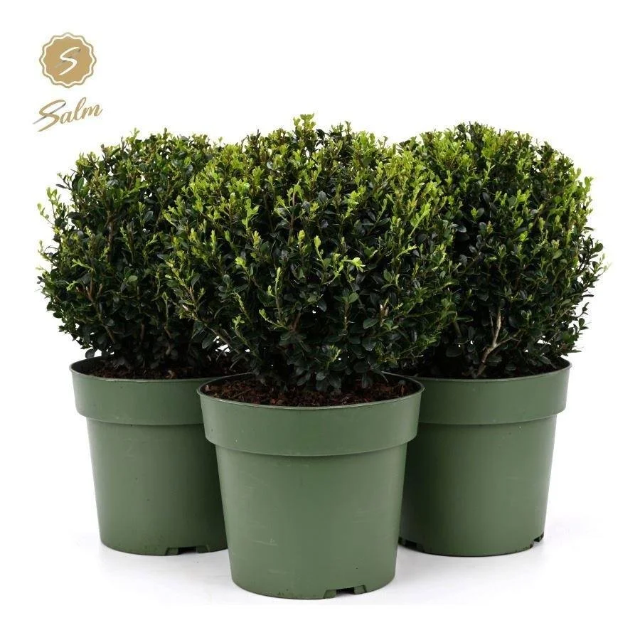 Ilex crenata ‘Jenny’ Ball — 21cm Pot (4L) | 25cm Ball