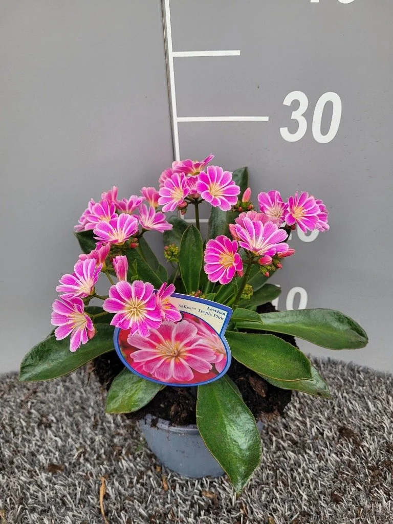 Lewisia cot. Safira Tropic Pink.jpg