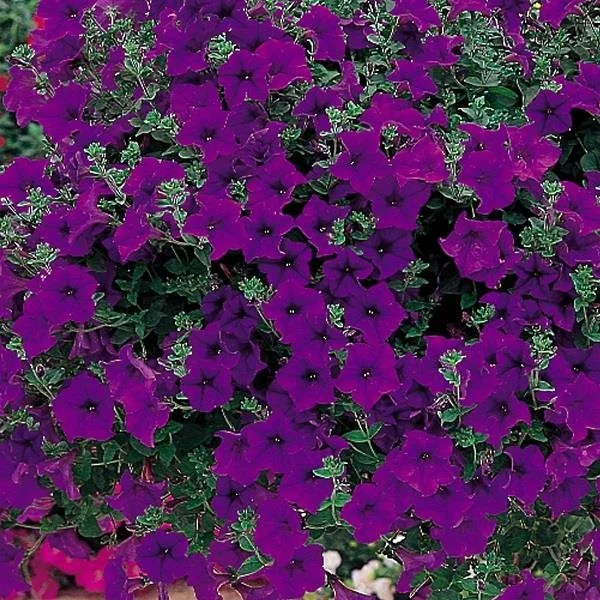 Petunia Surfinia Blue