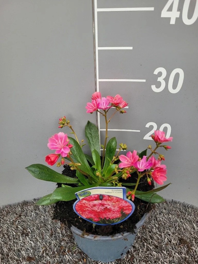 Lewisia cot. Safira Coral.jpg