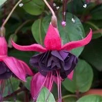 Fuchsia Blackie 9cm pot