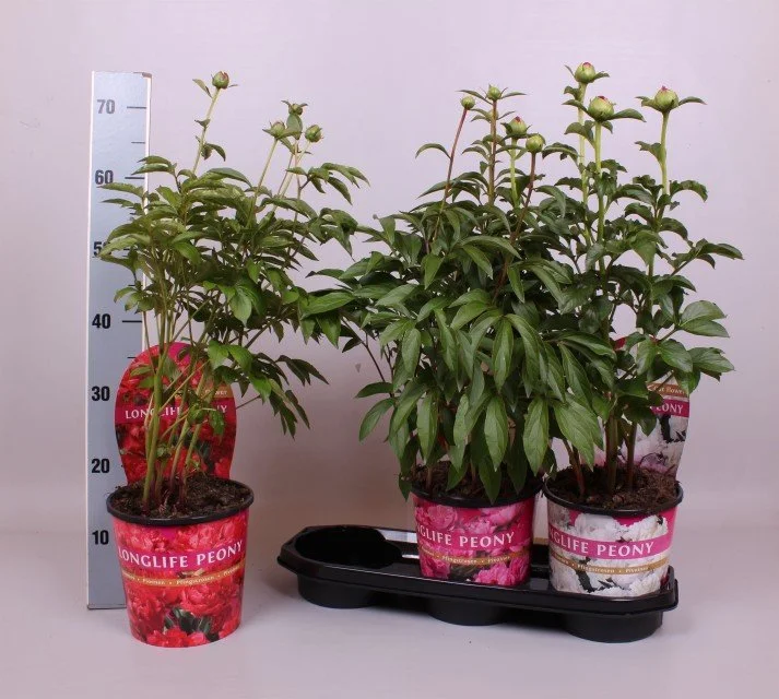Paeonia Longlife Mix — P19 Pot | 70CM Height
