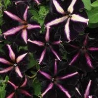 Petunia Pinstripe 9cm pot