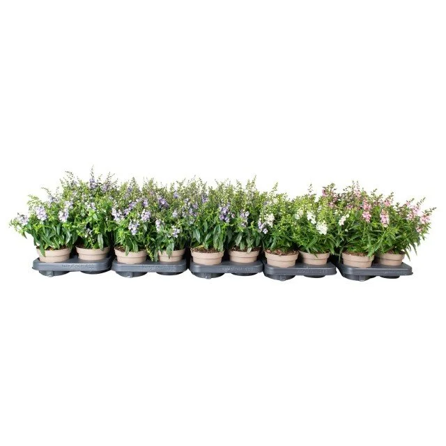 Angelonia Mix — 12cm Pot | 25cm Height