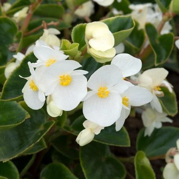 Begonia Megawatt White Green Leaf 13cm