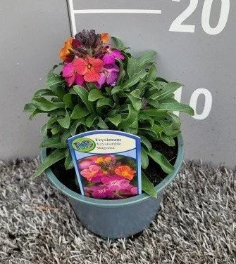 Erysimum Erysistible Magenta 2lt
