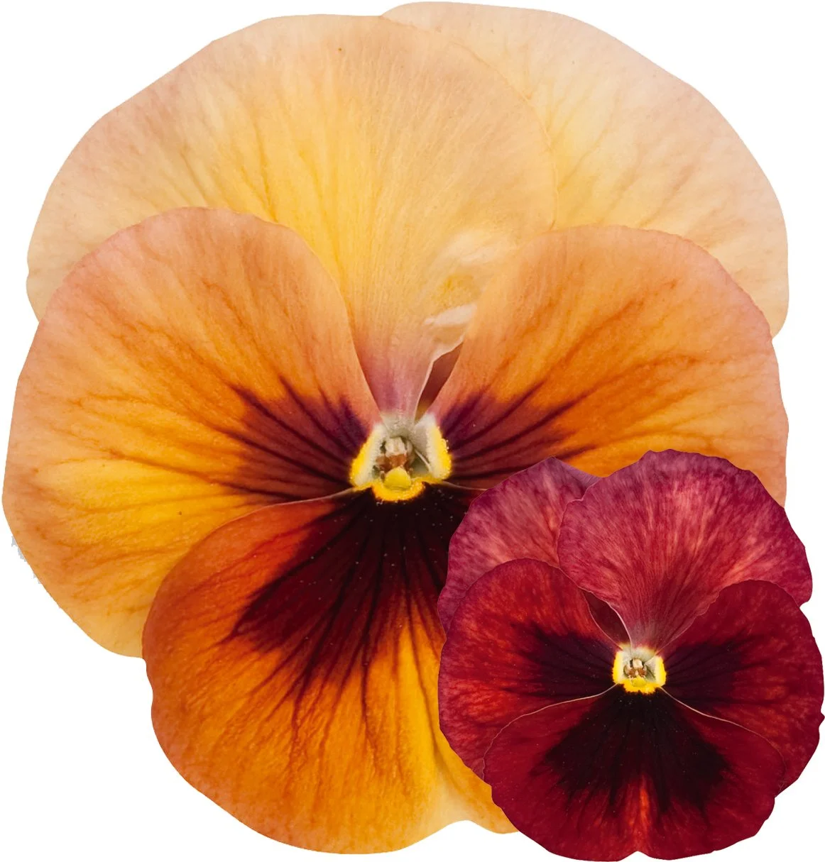 Pansy Carneval Terracotta 9cm pot