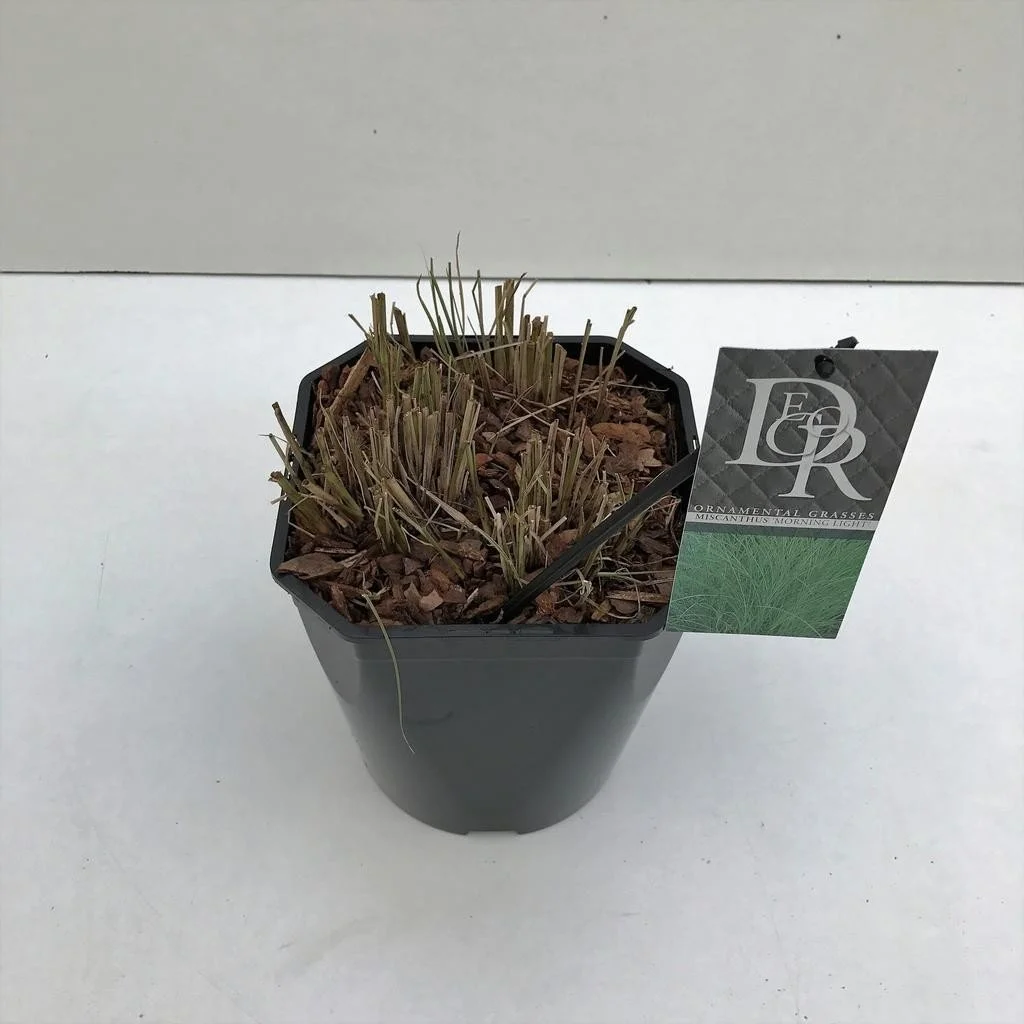 Miscanthus sinensis ‘Morning Light’ – 5L Pot