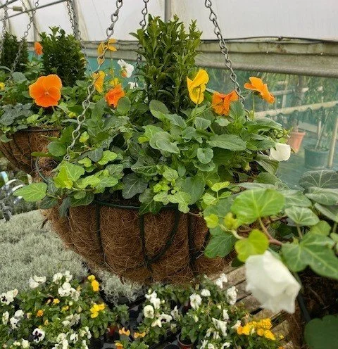 Winter 16" Citrus Hanging Basket