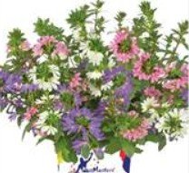 MixMaster Scaevola Fancy Fantasy 10.5cm
