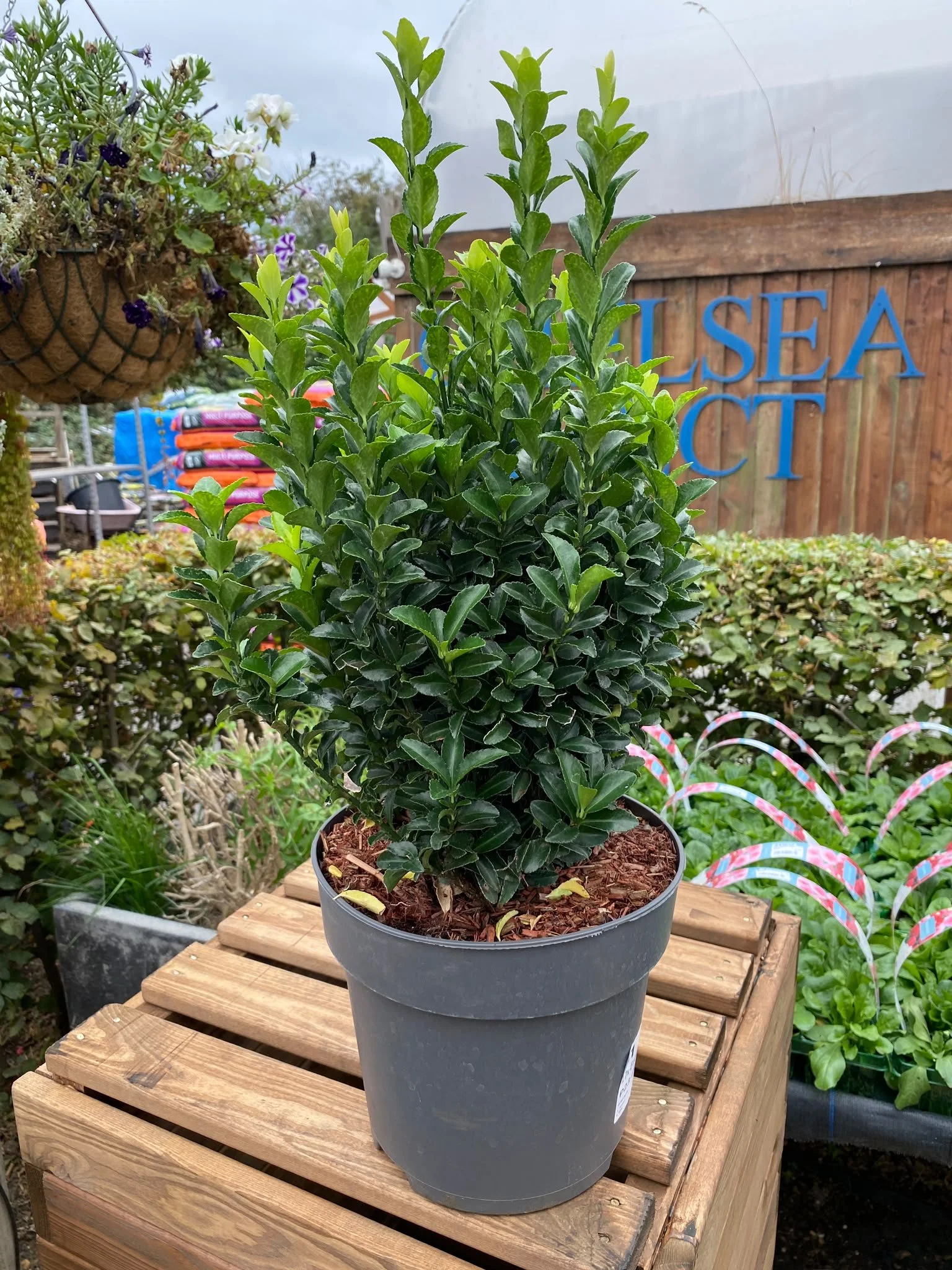 Euonymus japonicus 'Green Spire' 23cm pot