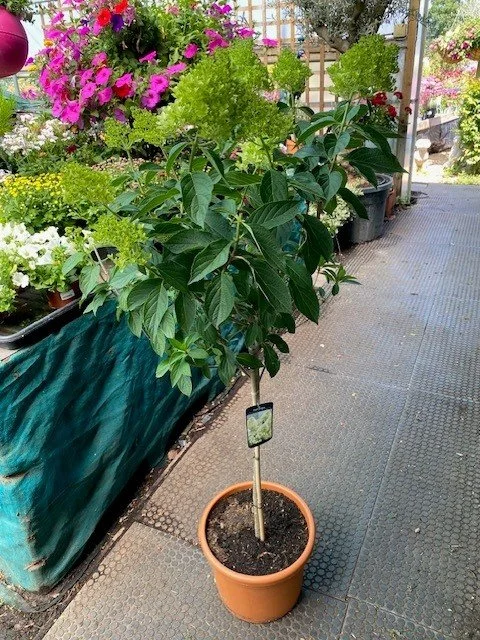 Hydrangea Paniculata Skyfall Standard 5lt