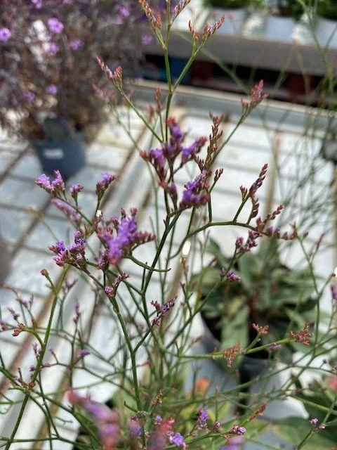 limonium dazzle rocks 3.jpg