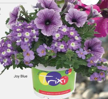 Trixi Blue Joy 13cm pot