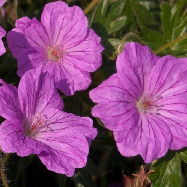 Geranium Blushing Turtle 3lt