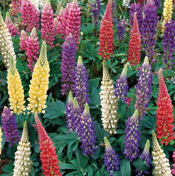 Lupin Legendary Mix 2lt