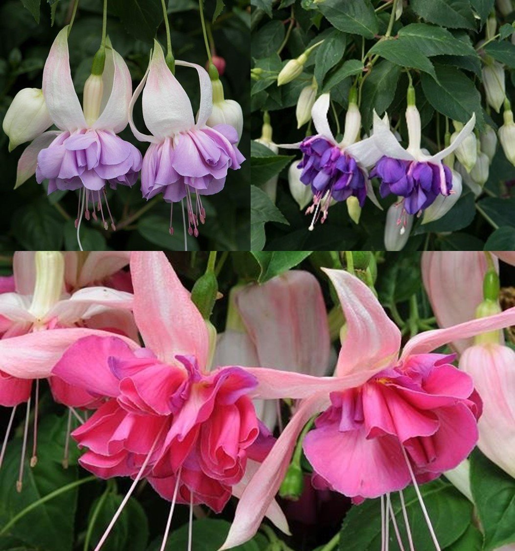 14" Trailing Fuchsia Mix Basket