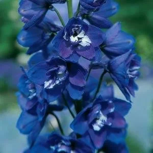 Delphinium Guardian Blue.jpg