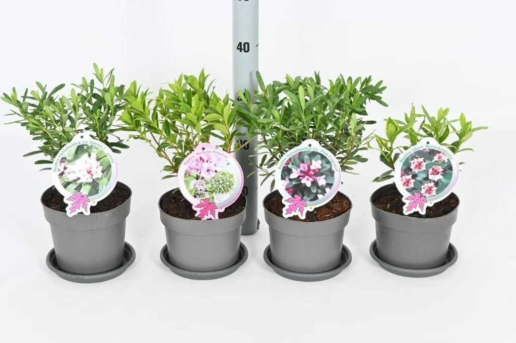 Daphne in varieties.jpg