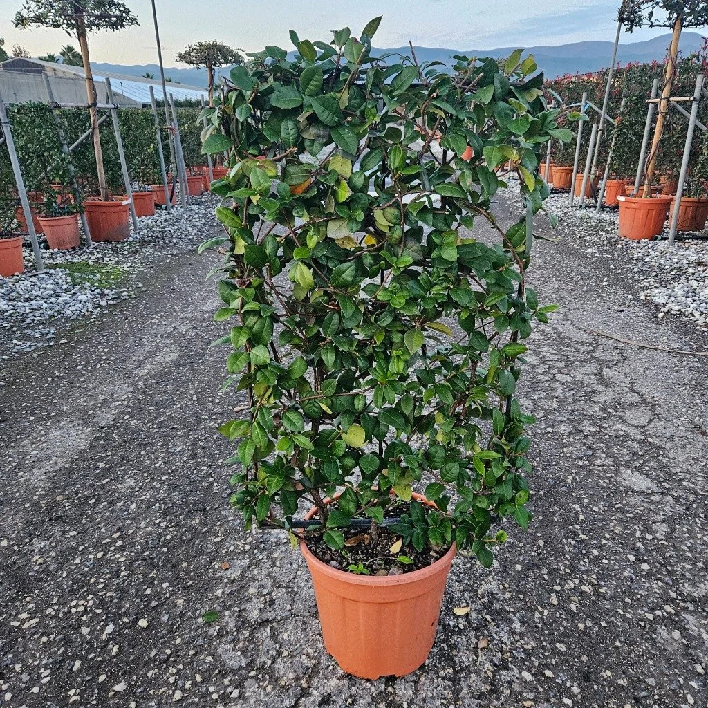 Trachelospermum jasminoides spalier.jpg