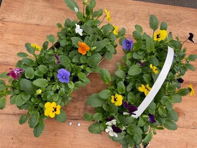 Viola 10-pack.jpg