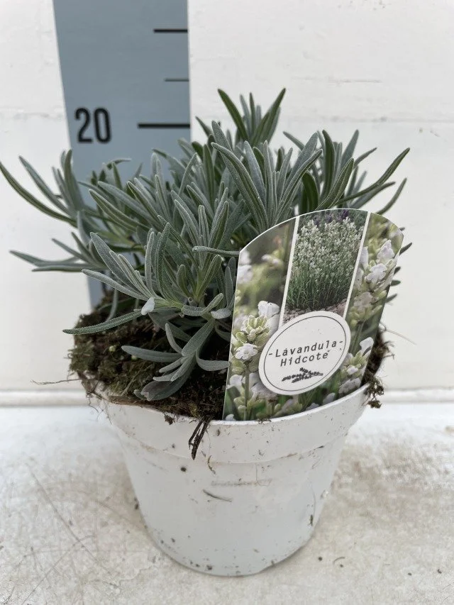Lavender Angustifolia Alba 15cm Pot