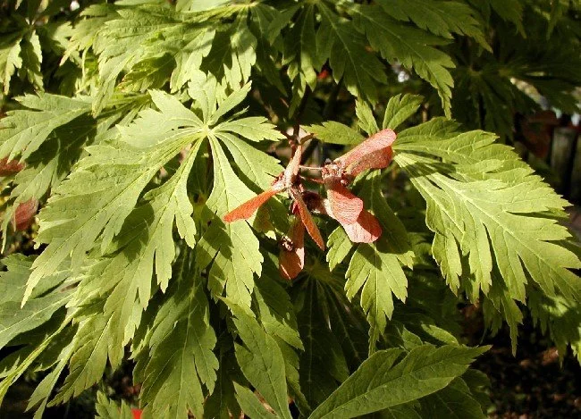 Acer Japonicum Acontifolium 70cm