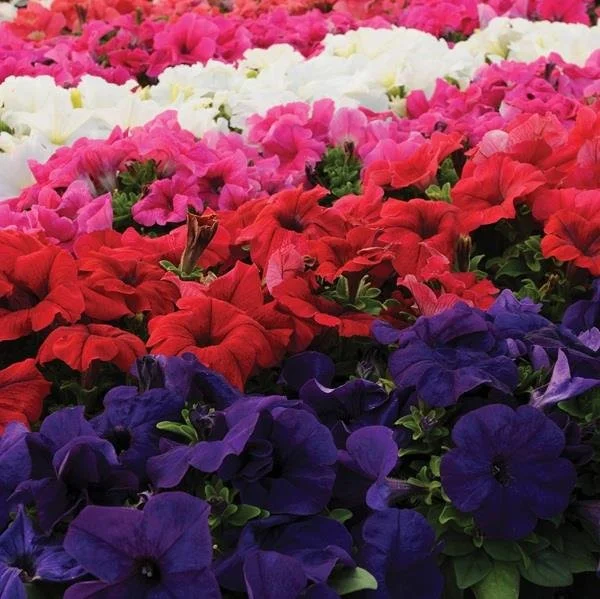 Petunia Pacta Parade Mix 6-Pack