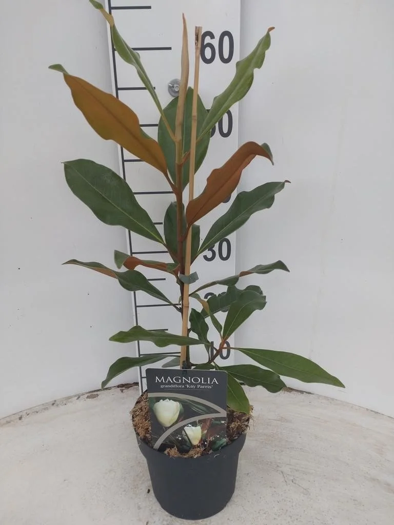 Magnolia grandiflora ‘Kay Parris’ 2L