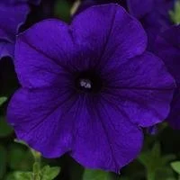 Petunia Fanfare Blue 9cm pot