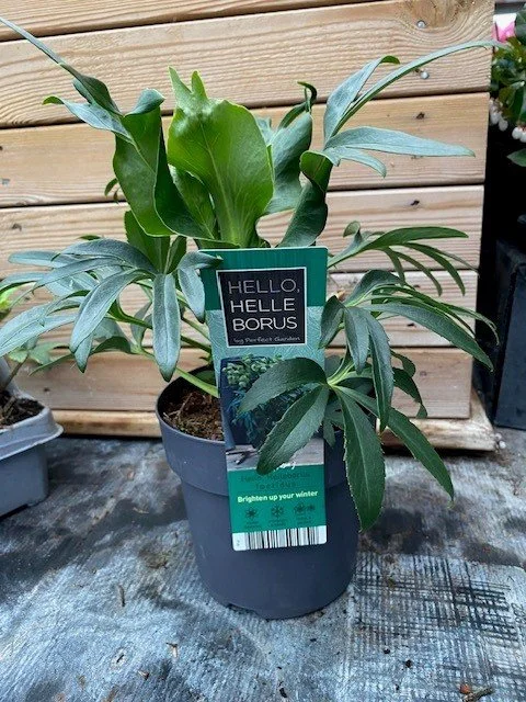 Helleborus foetidus 1.jpg