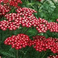 Achillea New Red Velvet 3lt Pot