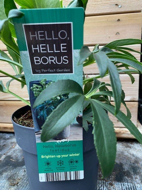 Helleborus foetidus 2.jpg