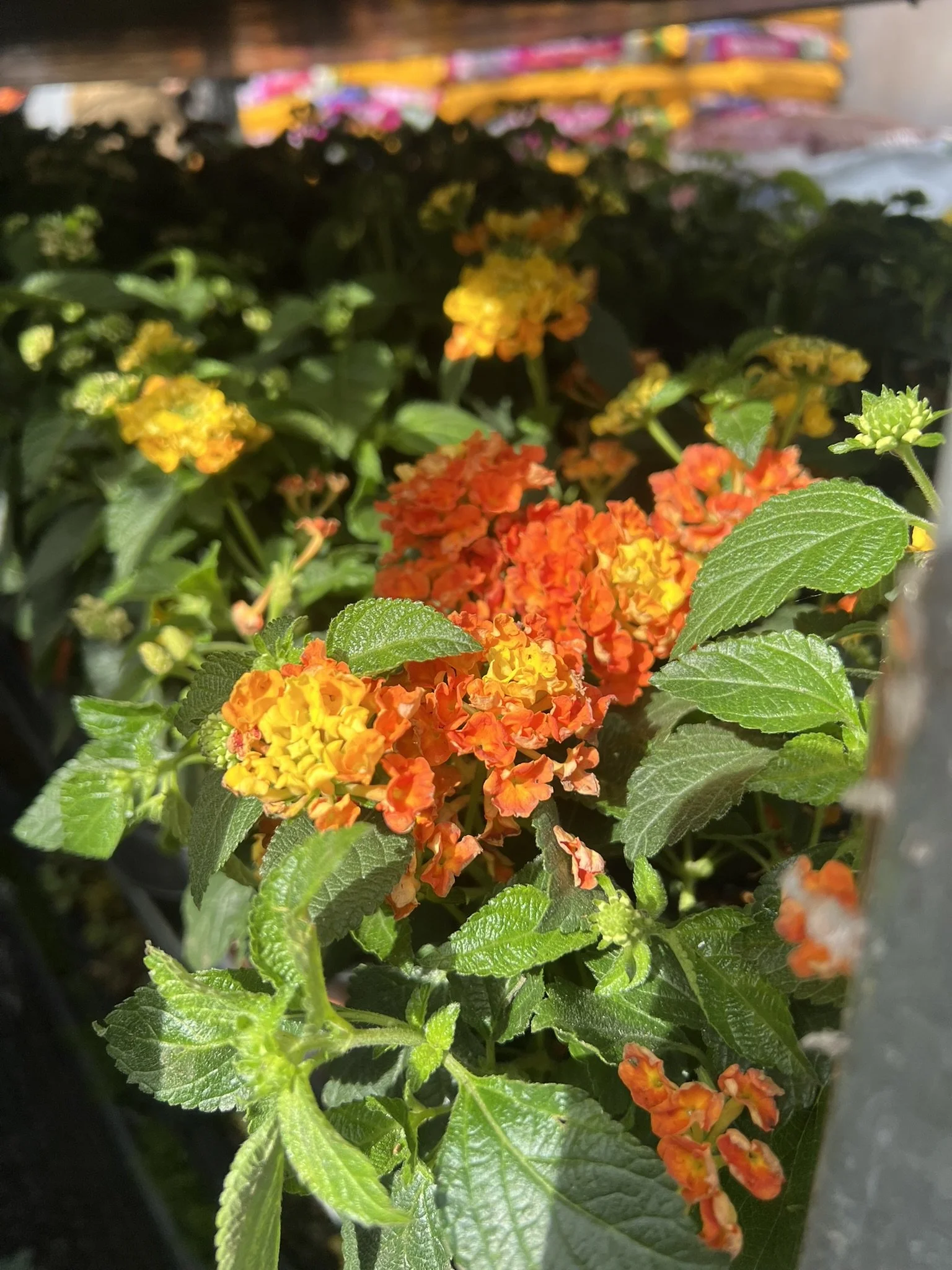 IMG_8720.JPEG