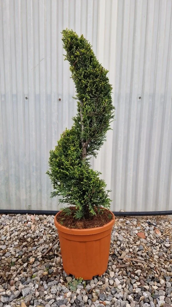 Cupressus leylandii ‘Castlewellan Gold’ 10lt