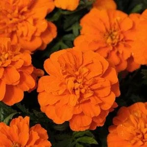 Marigold French Deep Orange 6-pack