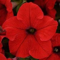 Petunia Fanfare Red 9cm pot