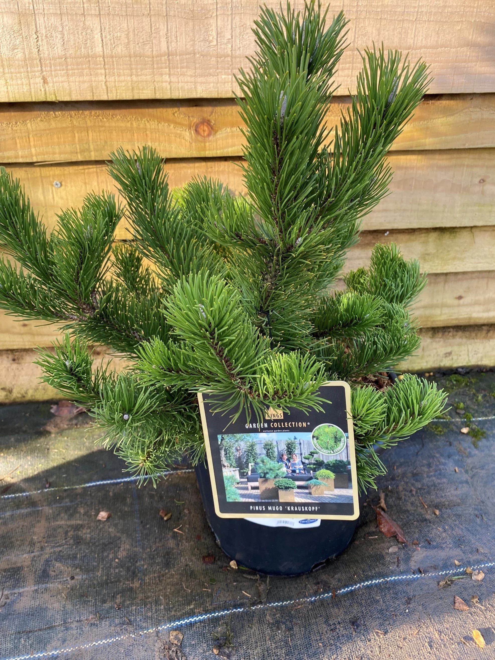 Pinus mugo ‘Krauskopf’ – 11L Pot
