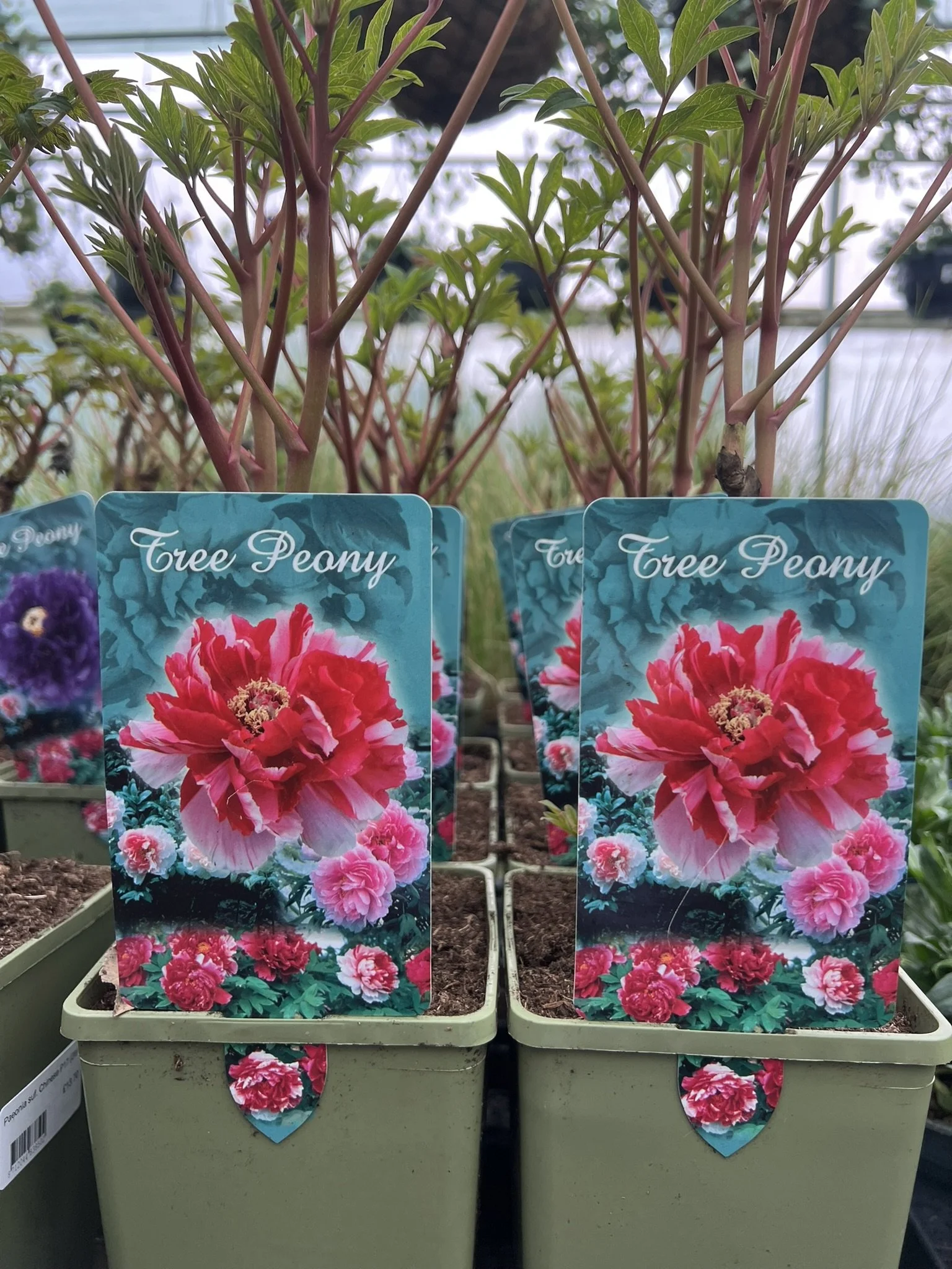 Paeonia Chinese 'Tree Peony' 2lt