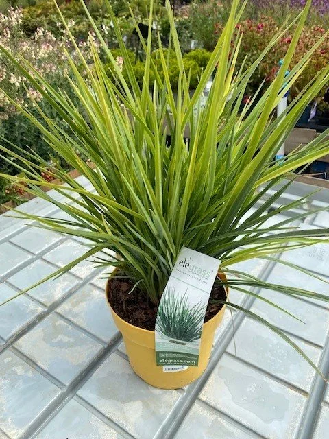 Dianella Coolvista 1.jpg