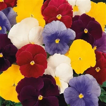 Pansy  Carneval Pure Colour Mix - 6 Pack