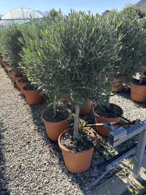 Olea Europea on Stem P30 120cm 3.jpg