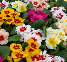 Primula Vulgaris Jupiter Select Mix 10.5cm pot