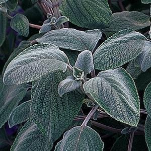 Plectranthus Silver Shield 9cm