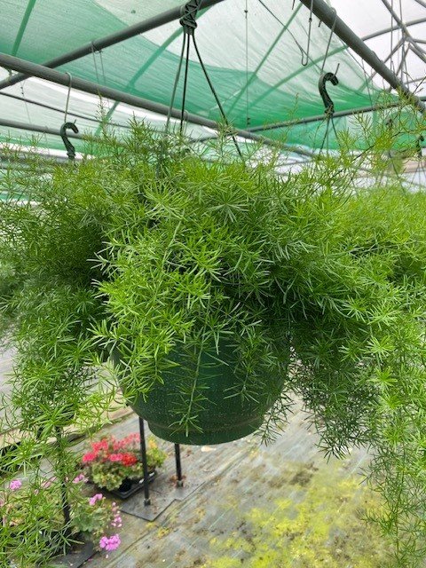 Asparagus fuzzy frizz 2.jpg