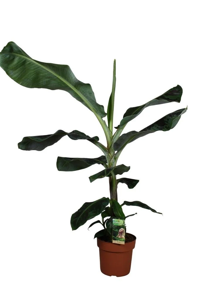 Musa Dwarf Cavendish.jpg
